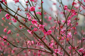 梅花 