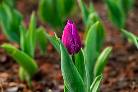 郁金香花