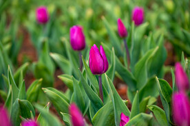 郁金香花