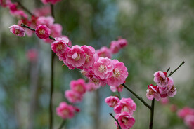  梅花