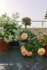 粉色月季花