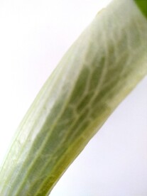 大葱