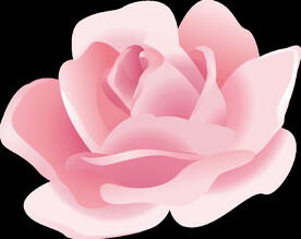 玫瑰花