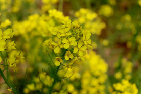 油菜花
