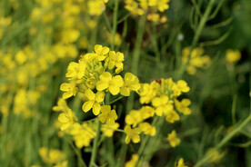 油菜花