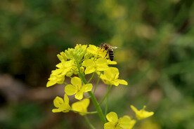 油菜花