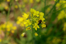 油菜花