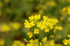 油菜花