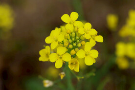 油菜花