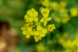 油菜花
