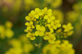 油菜花