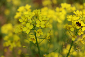 油菜花