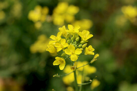 油菜花