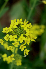 油菜花