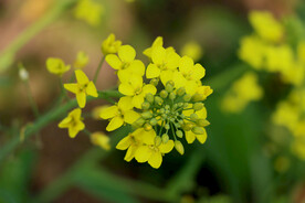 油菜花