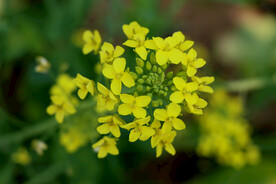 油菜花