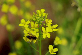 油菜花