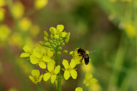油菜花