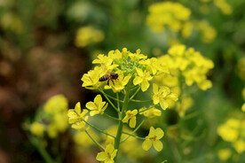 油菜花