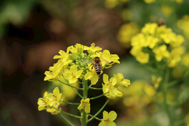 油菜花