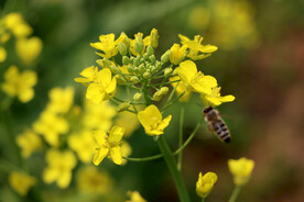 油菜花