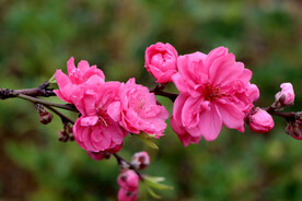 桃花