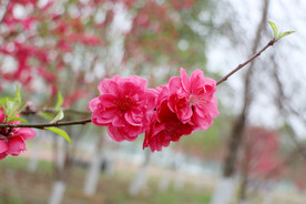 桃花