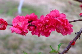 桃花