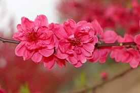 桃花