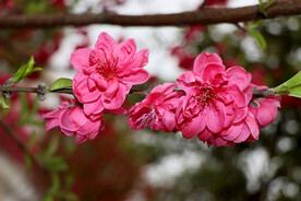 桃花