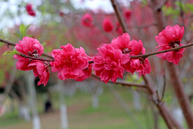 桃花 