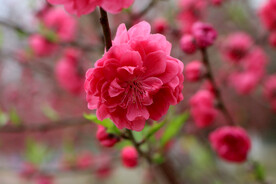 桃花盛开