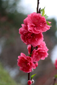桃花盛开