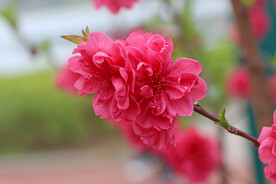 桃花盛开