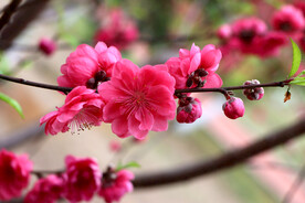 桃花盛开