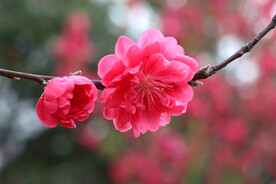 桃花盛开