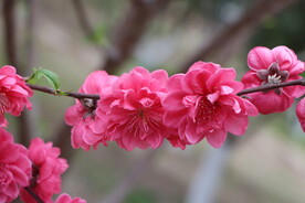 桃花盛开