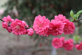 桃花盛开