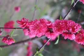 桃花盛开