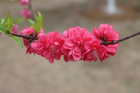 桃花盛开
