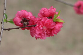 桃花盛开