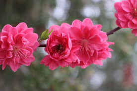 桃花盛开