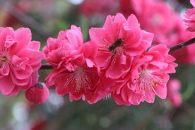 桃花盛开