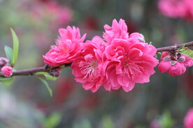 桃花盛开