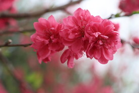 桃花盛开
