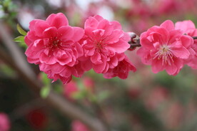 桃花盛开