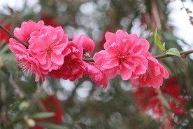 桃花盛开