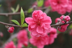 桃花盛开