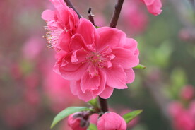 桃花盛开