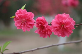桃花盛开